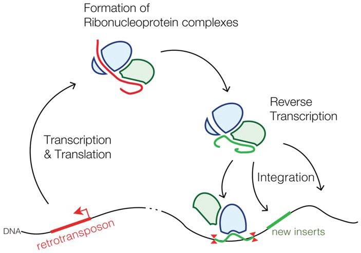 Рис. 2. Перемещение ретротранспозонов по ДНК. Объяснения в тексте. Рисунок с сайта en.wikipedia.org