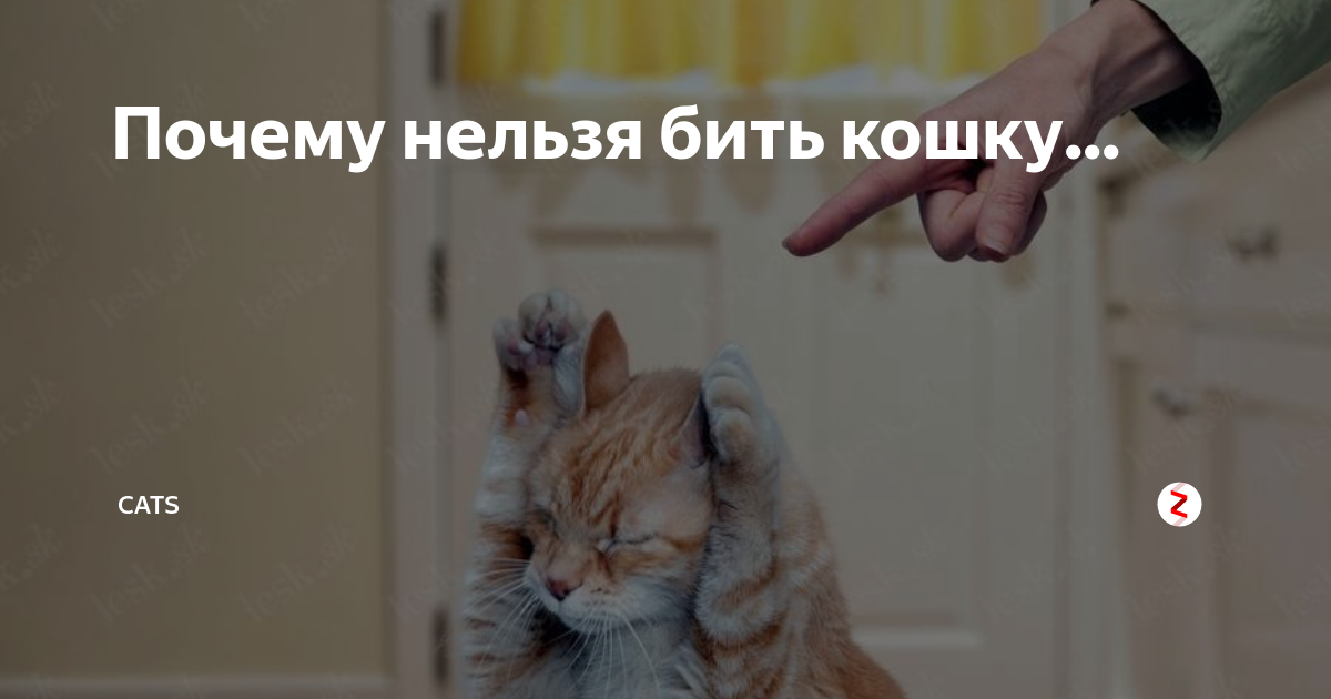 Почему нельзя пинать кошек?