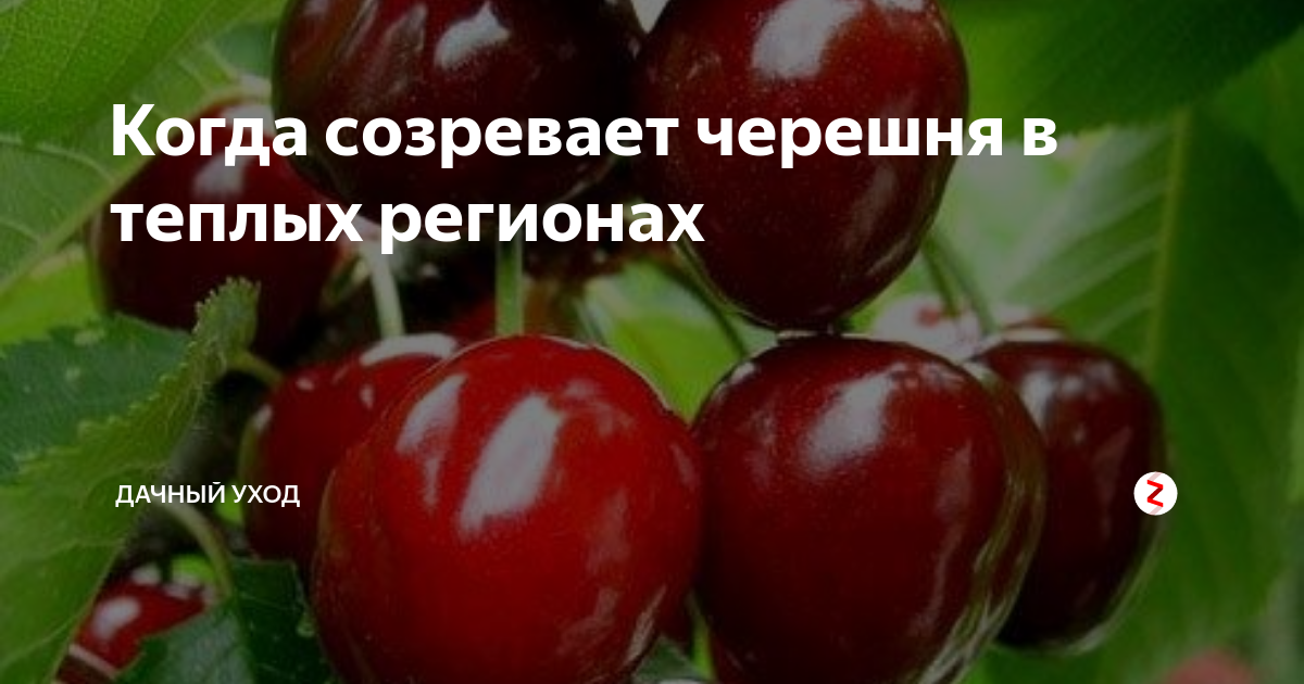 Как защитить вишню. Когда созревает черешня. Черешня Сюбаровская. Черешня созревает когда в Краснодарском крае. Крымская черешня когда созревает