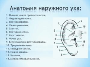 Содержание