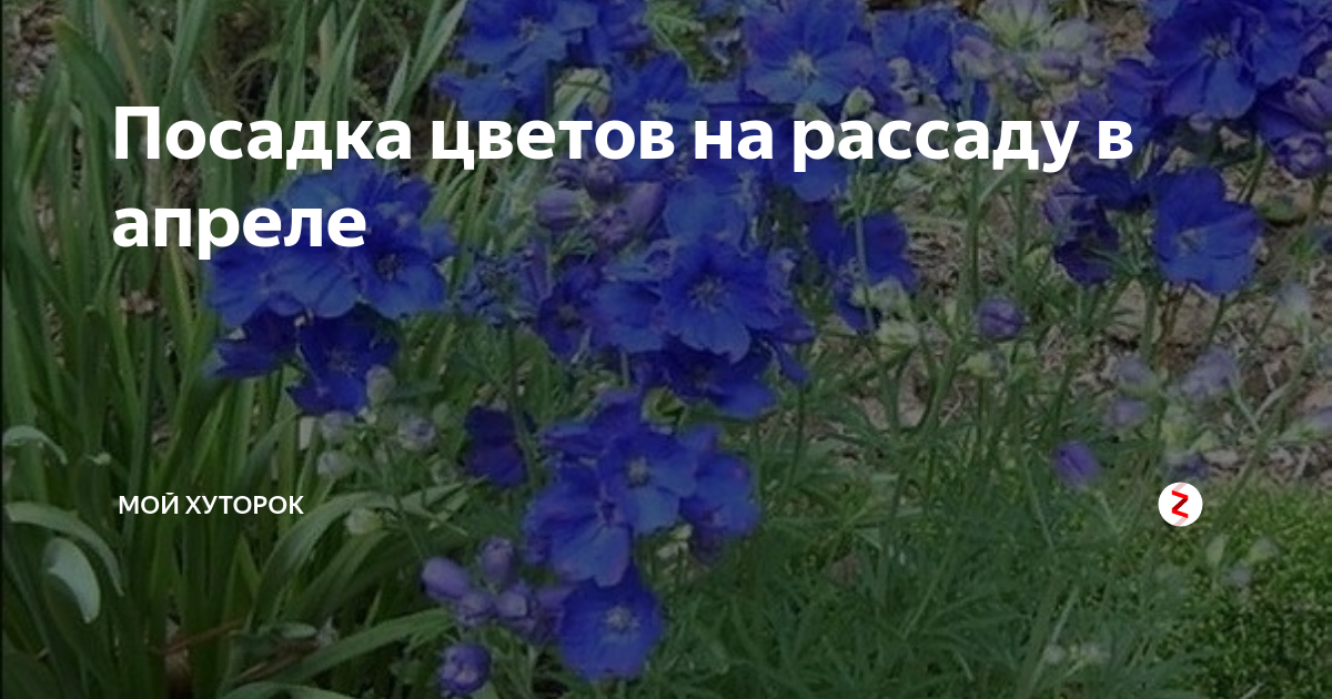 Посадка цветов на рассаду в апреле | Мой Хуторок | Дзен