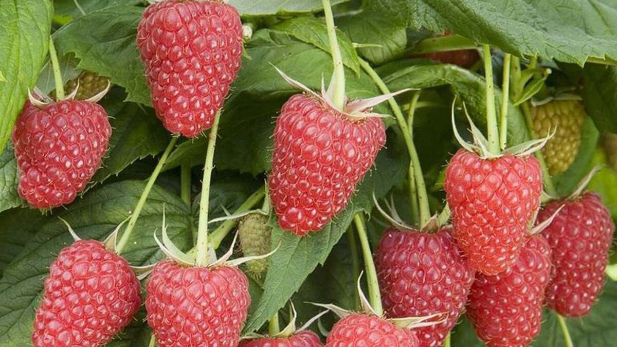 фото из интернета