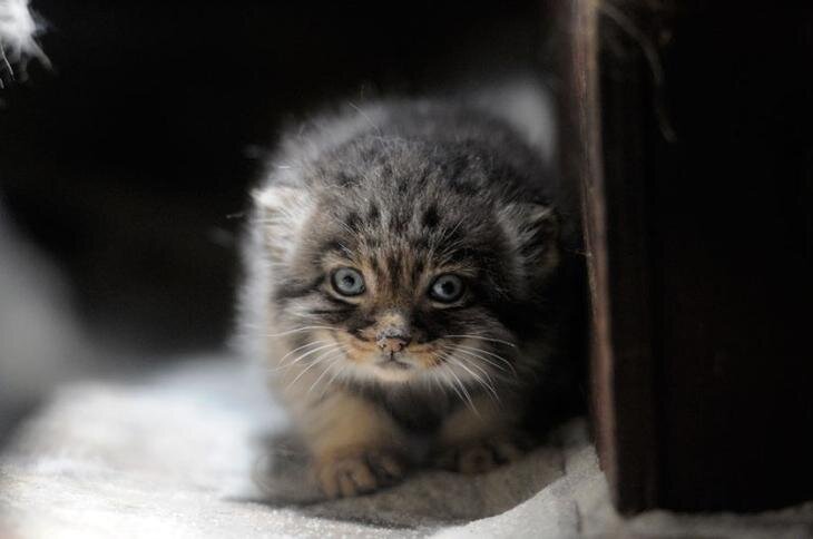 источник фото манулят http://viralscape.com/pallas-cat/ 