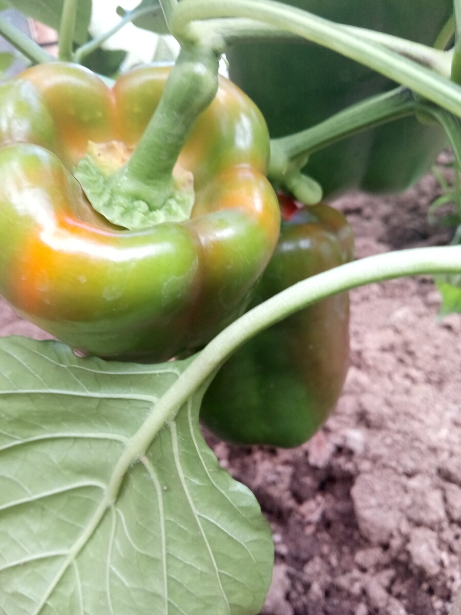 тепличный перец - скоро совсем поспеет!