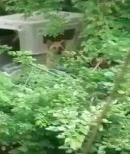 фото: pawmygosh.co