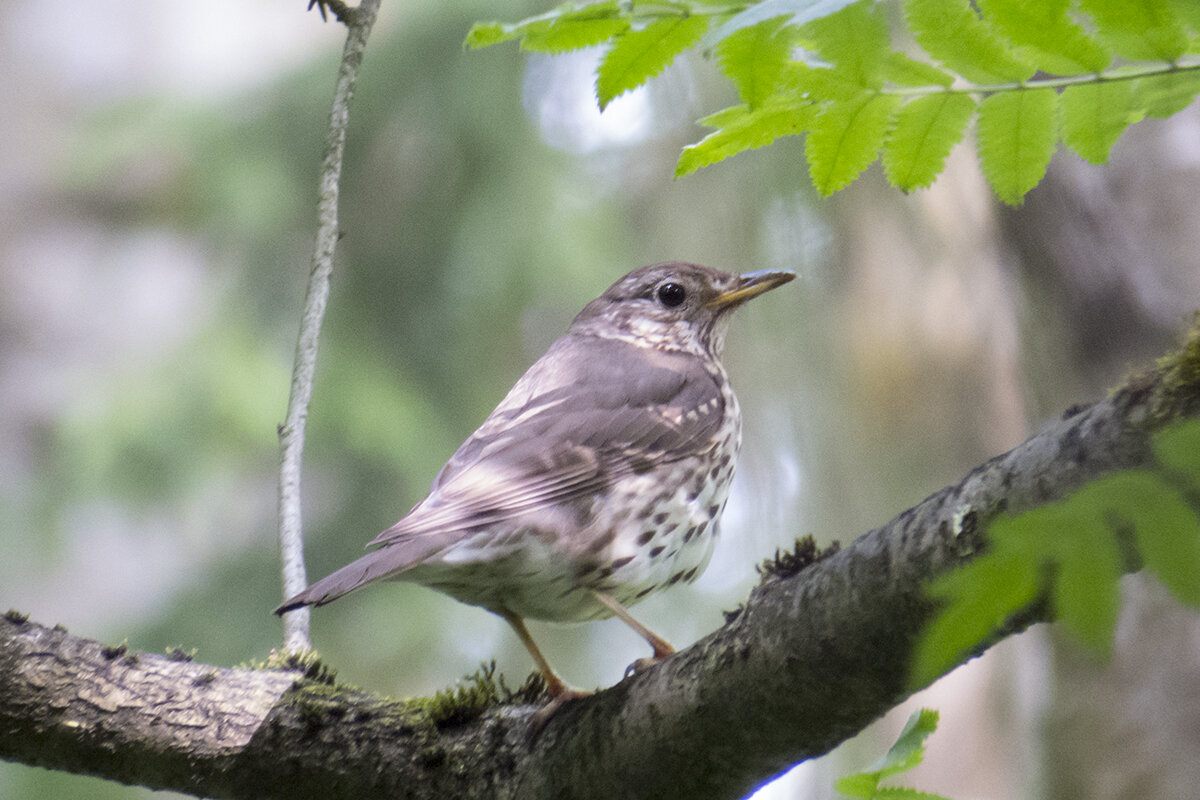Нижегородской области певчий дрозд. Обыкновенный соловей luscinia luscinia. Певчий 1. Певчий 4. Лазурный овсянковый кардинал.