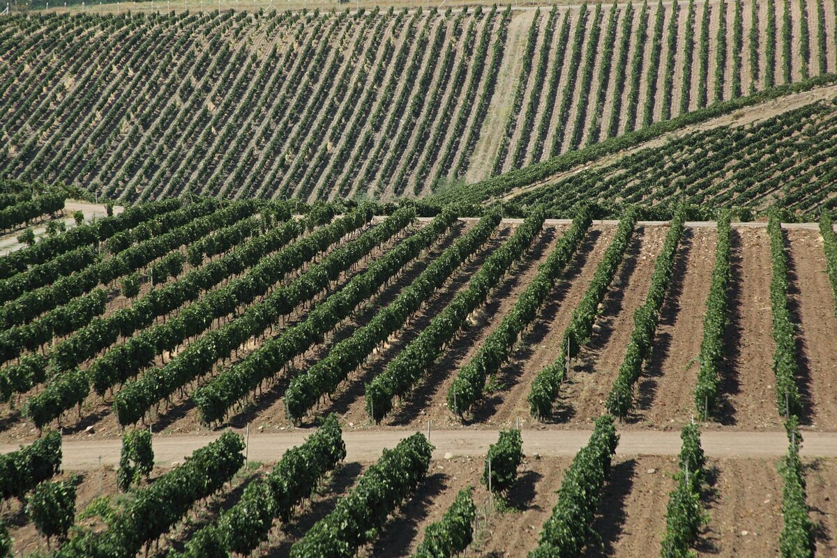 Виноградники Vinkara (с сайта http://www.winesofturkey.org/)