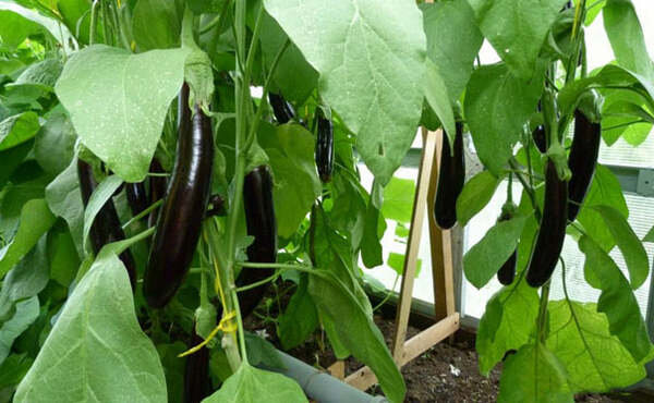 Паразитоиды