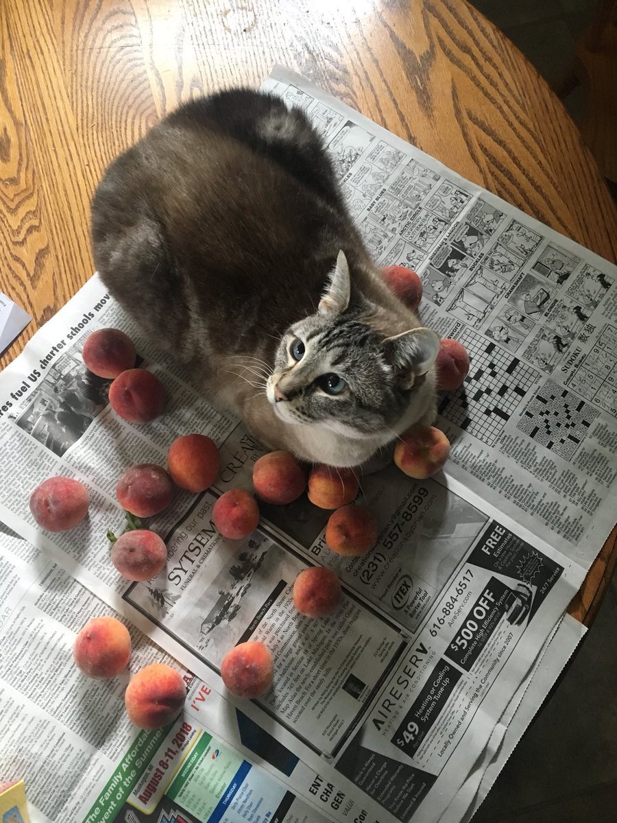 Кот персик