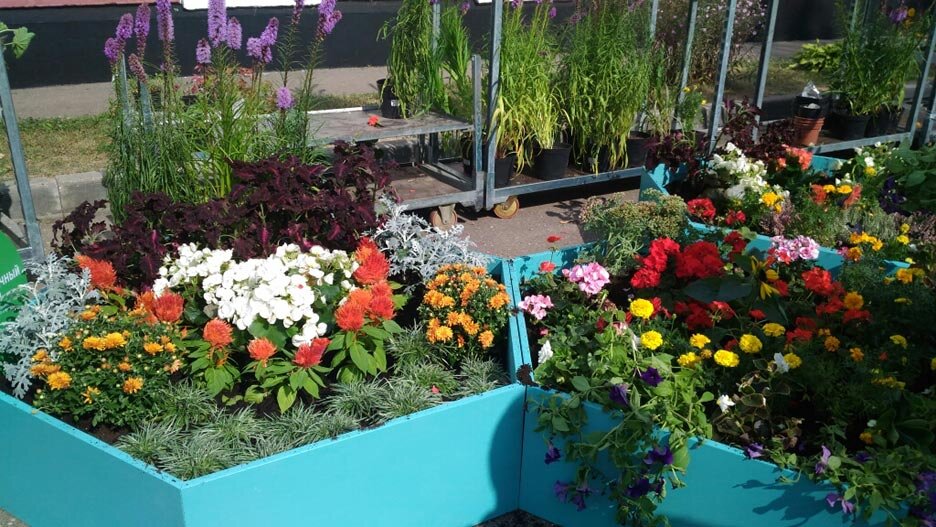   Во многих школьных дворах цветники остались в целости и сохранности, но кое-где уже лишились половины цветов или совсем опустели Фото: Zelenograd.ru 