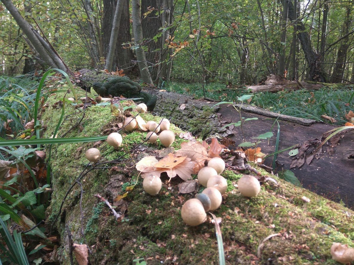 Дождевики. Фото Светы Давыдовой