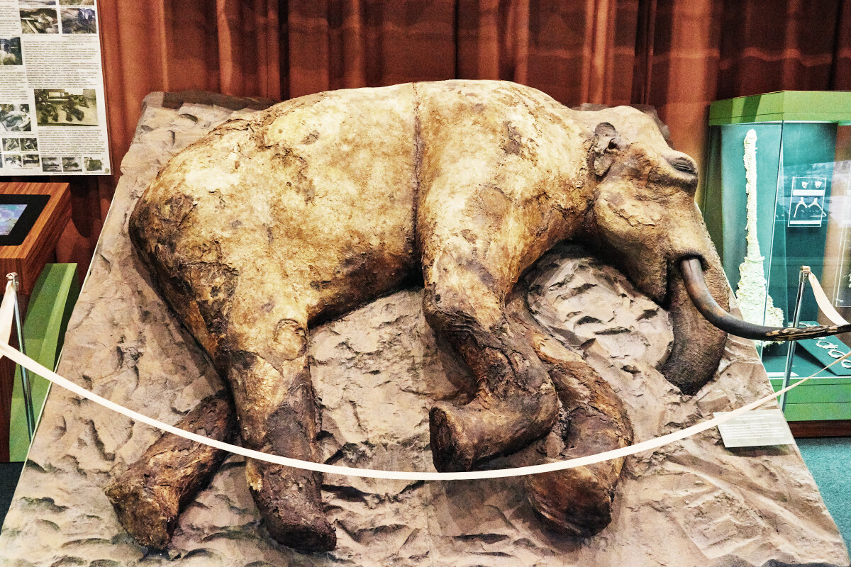Хорошо сохранившийся мамонт. Таймырский краеведческий музей мамонт Женя. Находки Мамонтов в вечной мерзлоте.