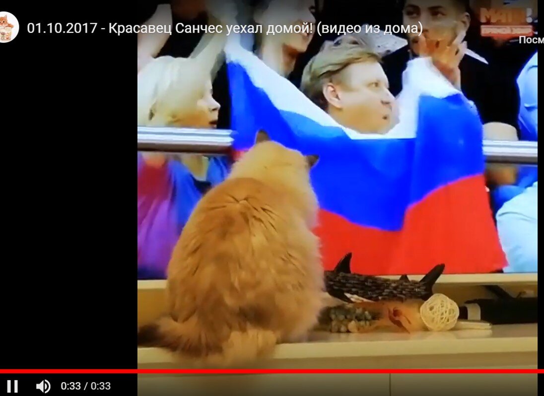 Привет из дома передает котик Санчес, который уехал из приюта домой 1 октября 2017 года (номер 1276) 
