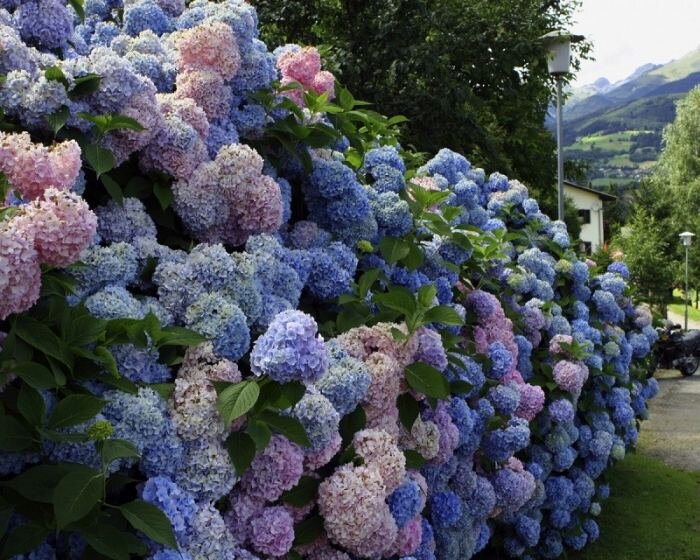 Красиво цветущие декоративные кустарники для сада. Описание с названиями и фото.
