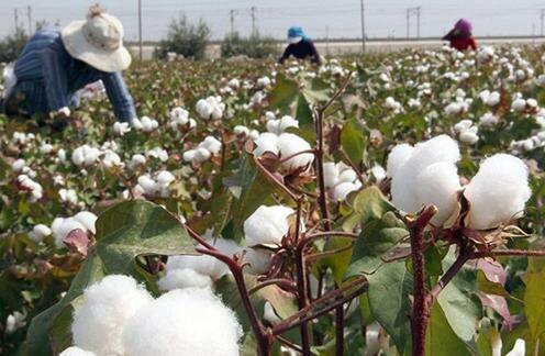 Сбор хлопка в Узбекистане. Фото с сайта Norma.uz