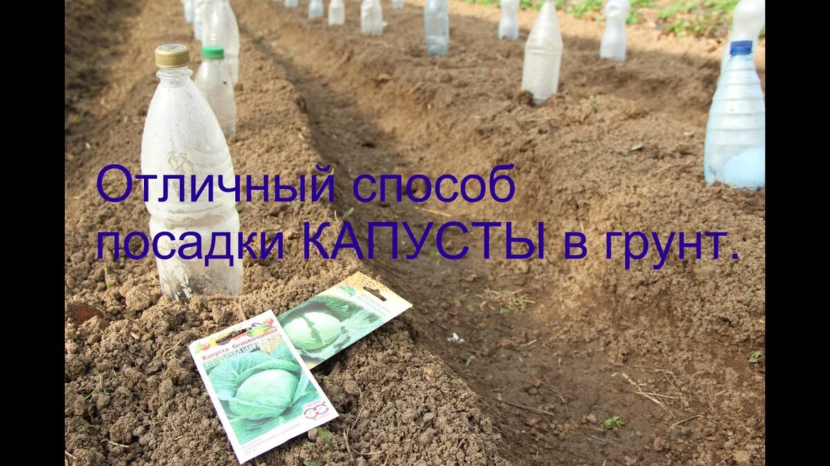 Можно сажать капусту под бутыли