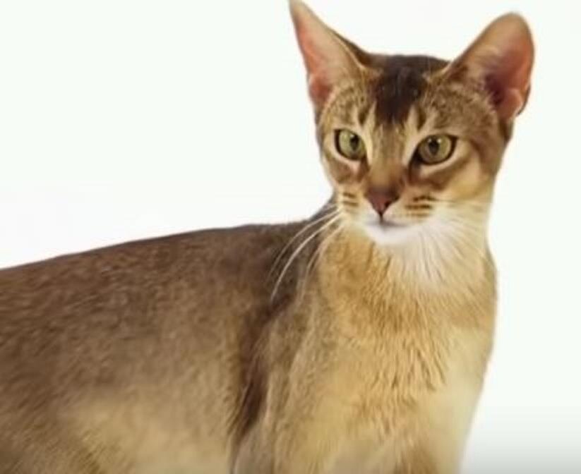 Абиссинская кошка