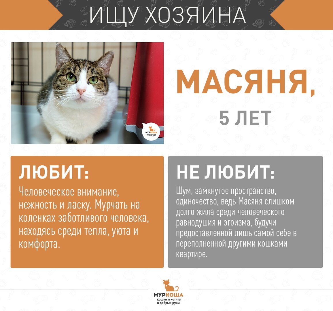 Сайт приюта кошек муркоша. Приют Муркоша. Муркоша приют Новосибирск.
