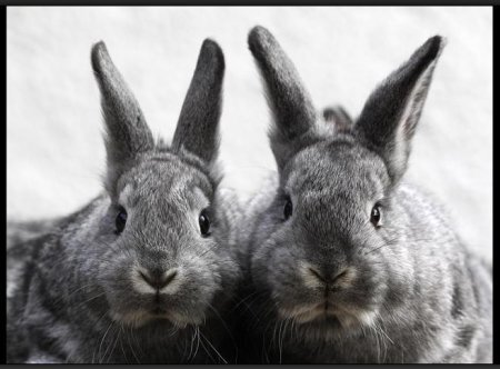 ZOOblog.ru