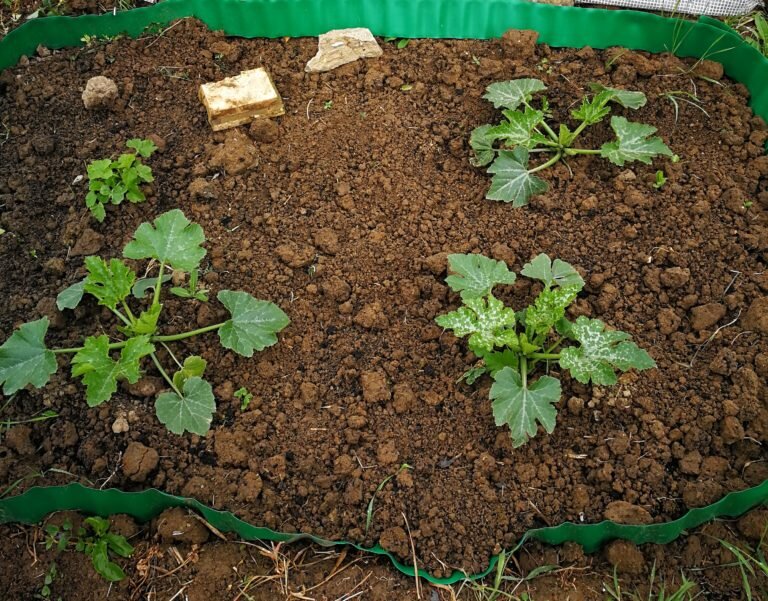 Сажаем кабачки