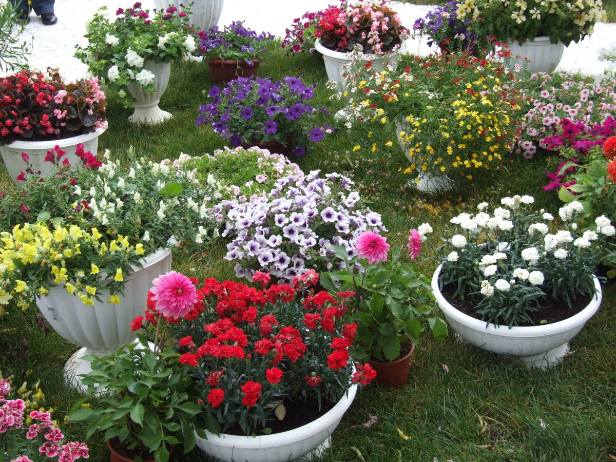   Ранней весной происходит много всего интересного для садоводов и огородников – выставки-ярмарки, новые поступления в садоводческих центрах.