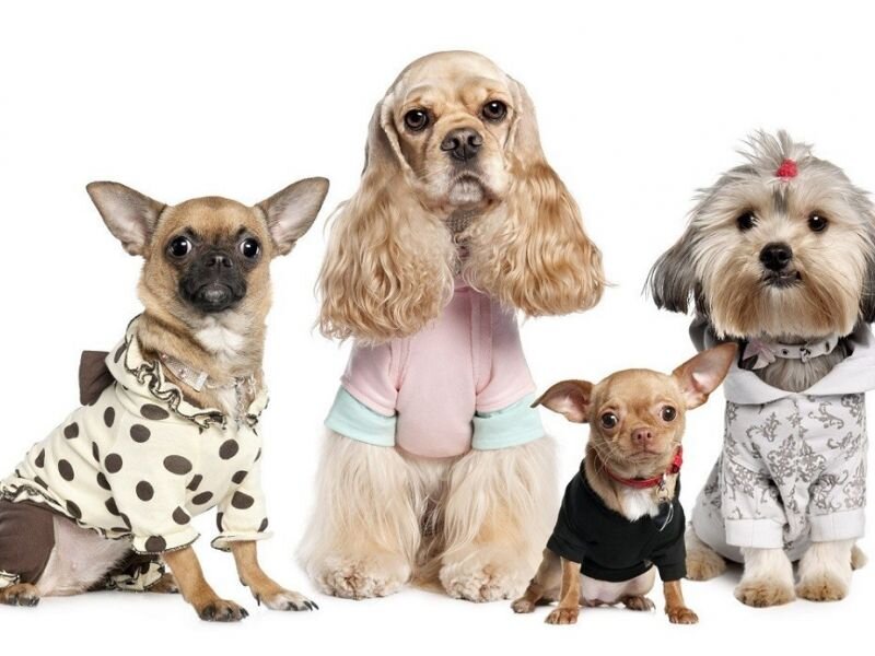 Источник фото: https://wallpaperscraft.ru/download/sobaki_raznovidnosti_yorkshirskiy_terer_chihuahua_kostyumy_56005/800x600