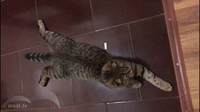 Кадр видео most.tv