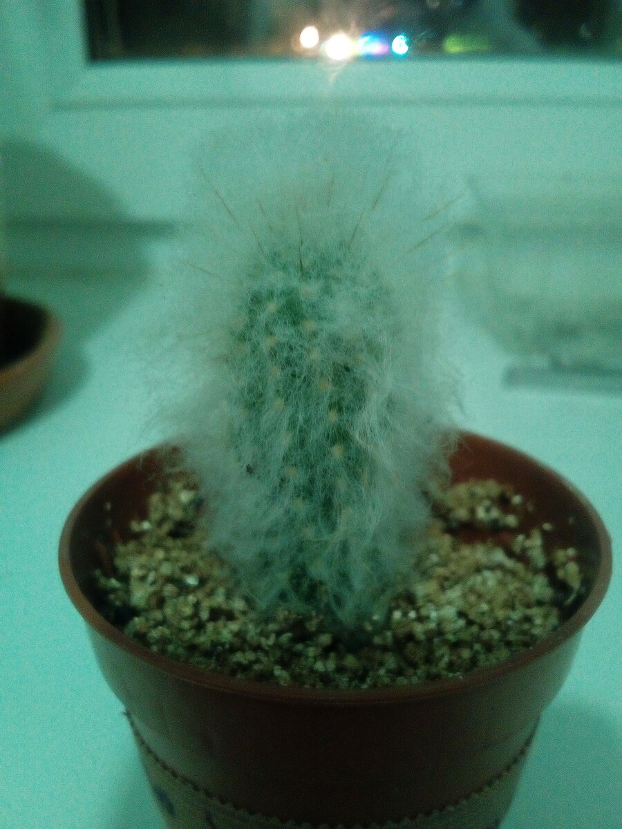 Austrocephalocereus dybowski  