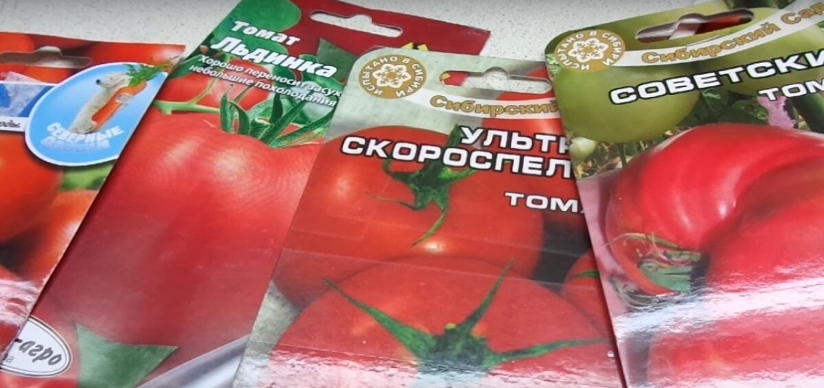 семена томата
