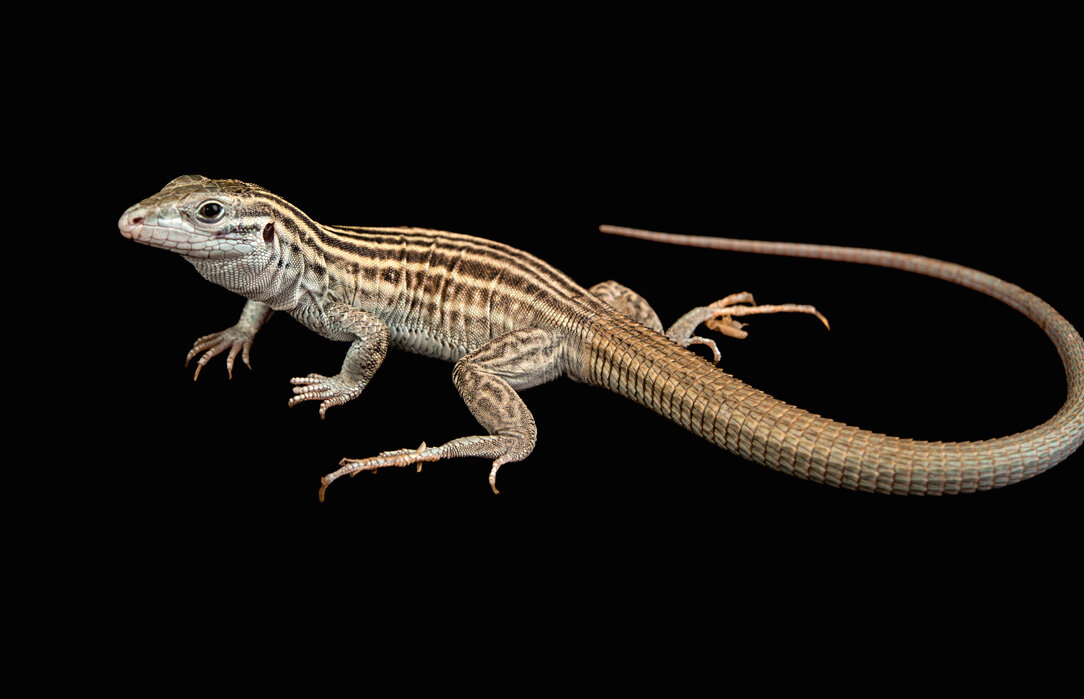 Эта ящерица Aspidoscelis neomexicana была сфотографирована в Зоопарке и океанариуме имени Генри Дурли в Омахе,  штат Небраска.  Фото: Джоэл Сартори,  проект NG «Фотоковчег» 