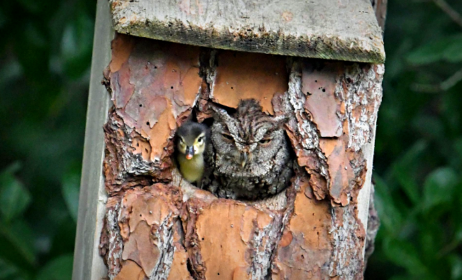 Фото - отсюда https://www.nationalgeographic.com/animals/2019/04/screech-owl-ducklings-nest-florida/ Фотограф-любитель Лори Вулф запечатлел это изображение утенка, вместе с совой на своем заднем дворе в городе Юпитер, штат Флорида.