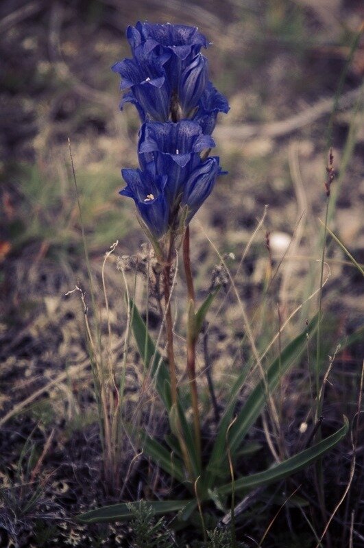 (Фото из интернета)