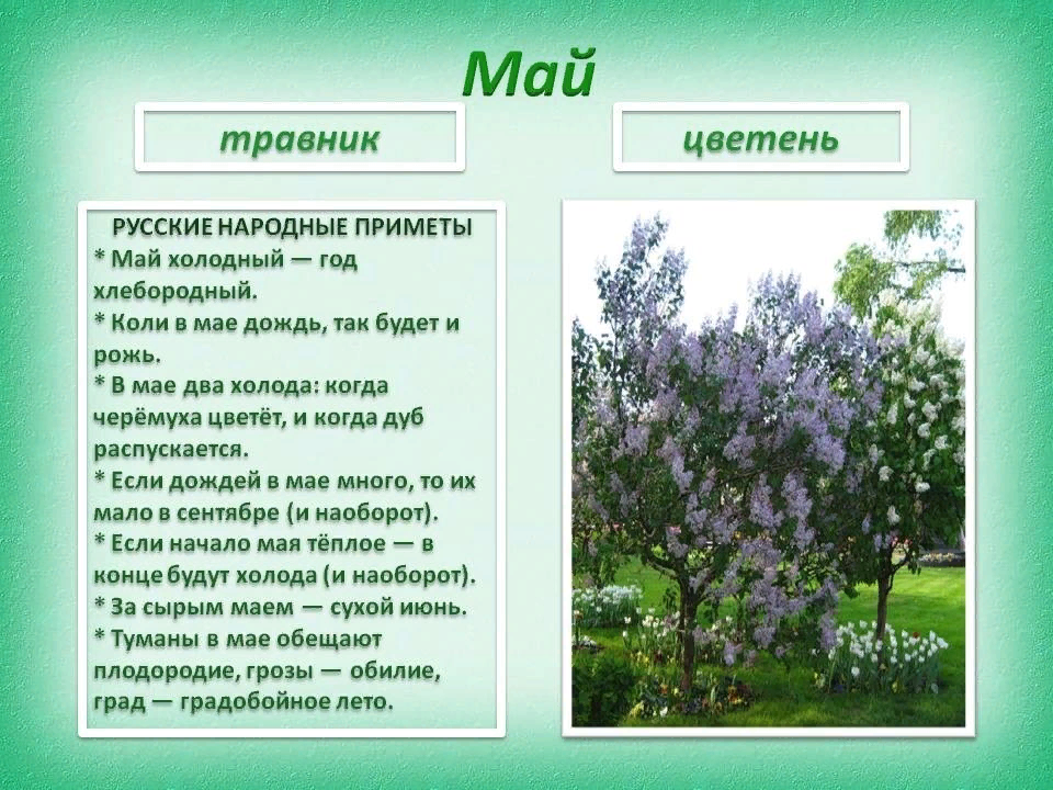 Май стихи и картинки