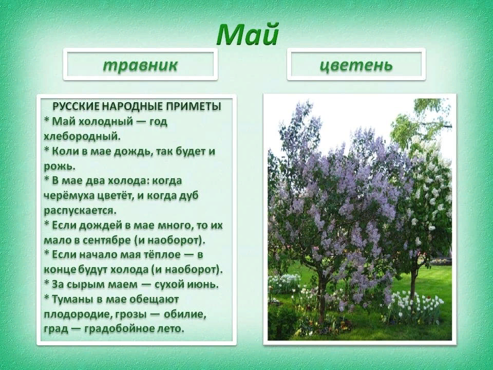 Приметы мая картинки