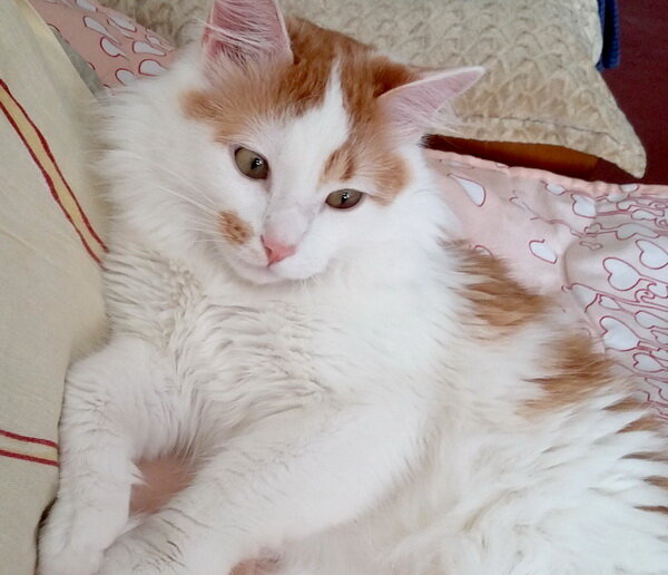 Мой котик любимый