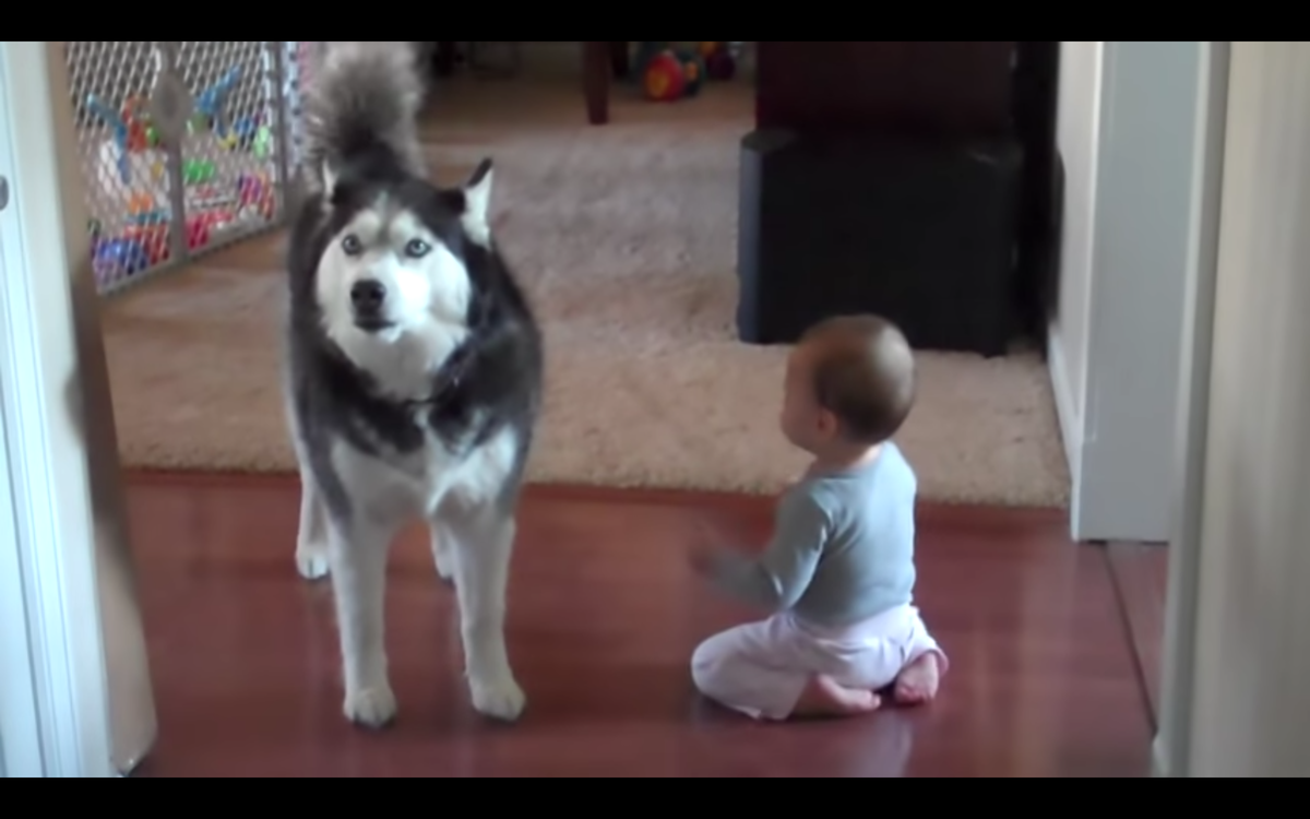 Кадр видео youtube.com/Kyoot