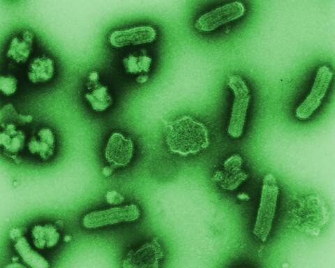 Вирусы зомби под микроскопом