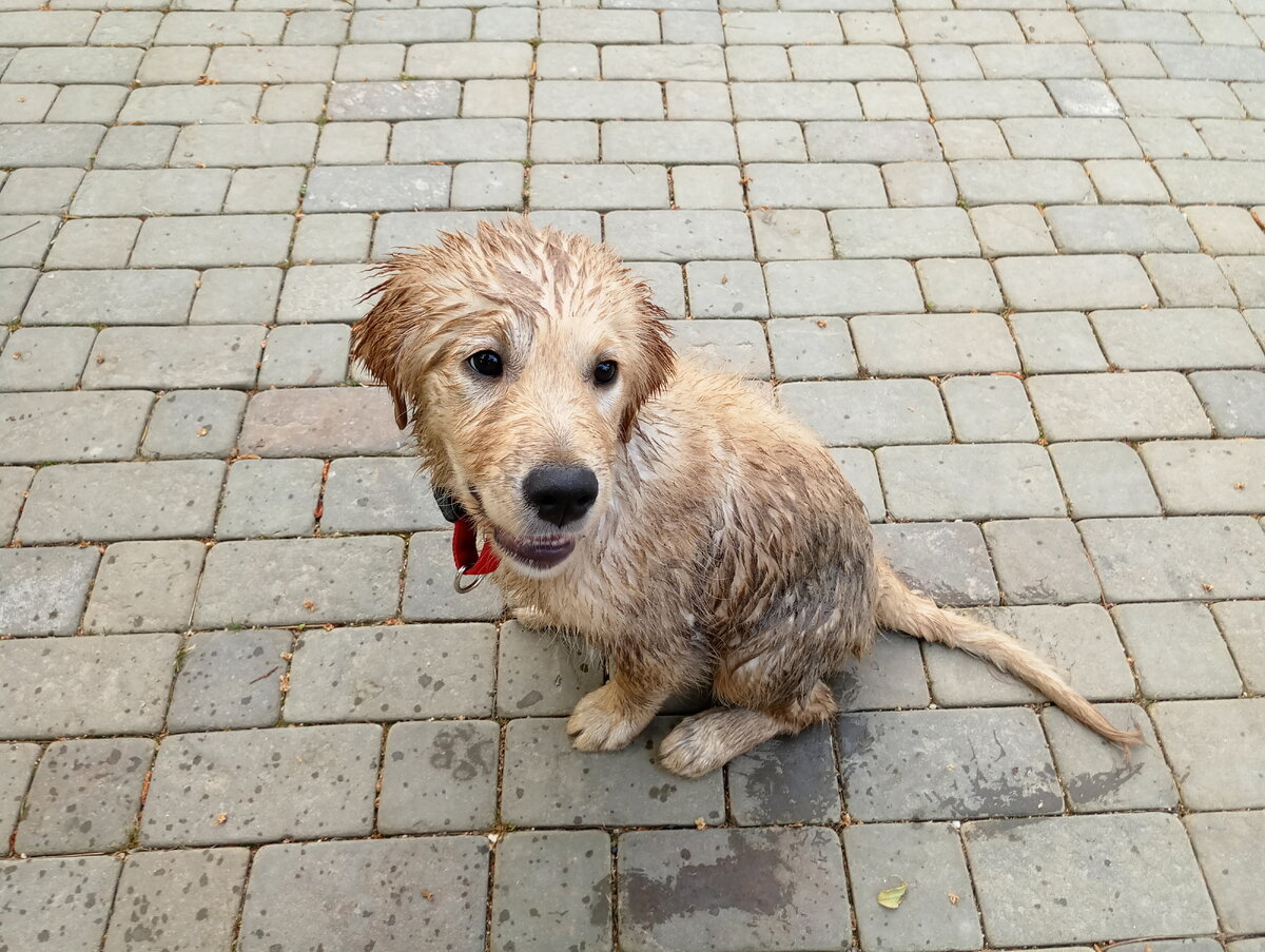 Погуляли, твою дивизию...