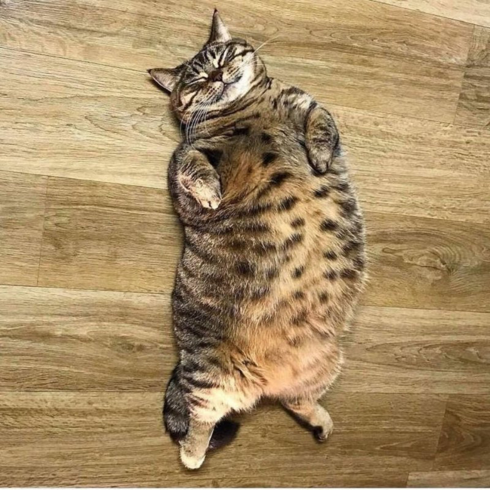 котэ из Яндекс.Картинки