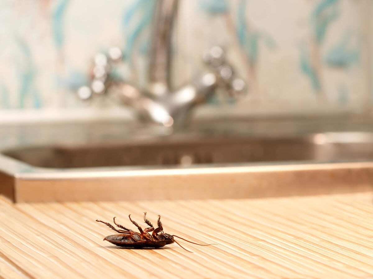Как отпугнуть тараканов от кровати