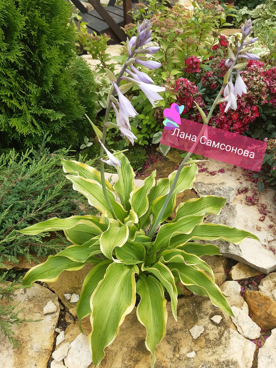 Хоста Атлантис