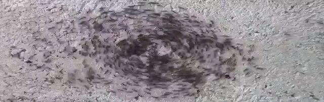 Источник фото: gfycat.com