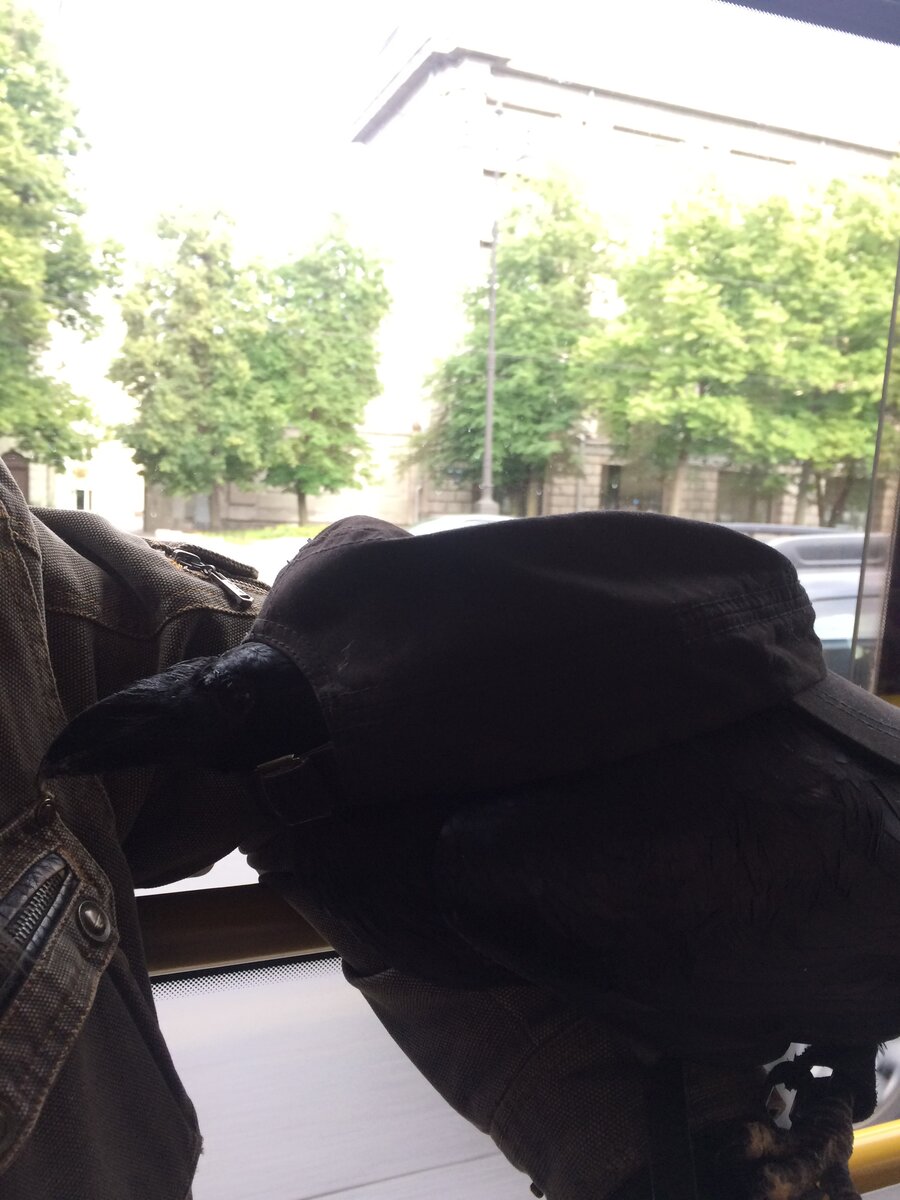 Чёрный ворон в чёрной кепке.