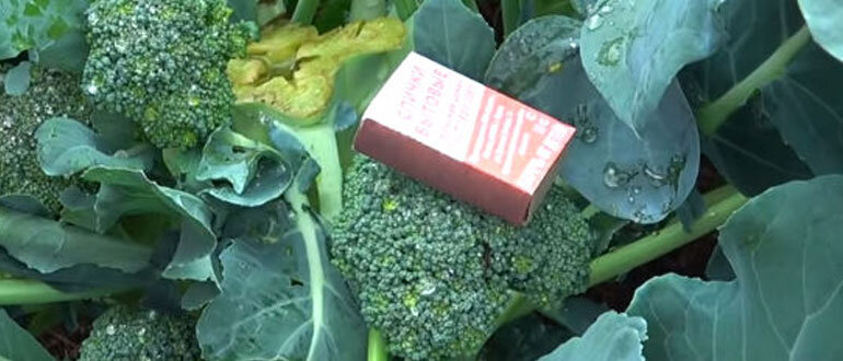 Второй урожай капусты на боковых побегах