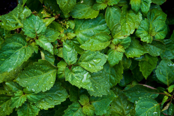 Пачули (Pogostemon patchouly)