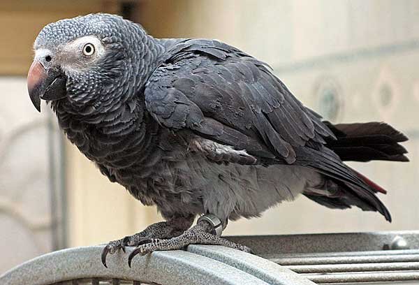 Источник фото: journalstar.com