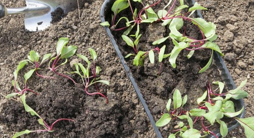 Посадка свеклы на грядку.