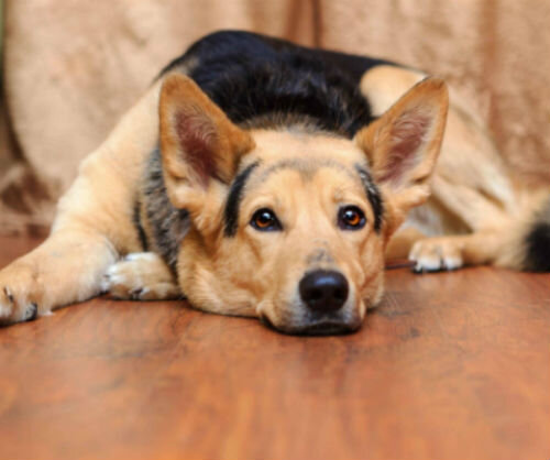 Слабые задние лапы у собаки — что делать?