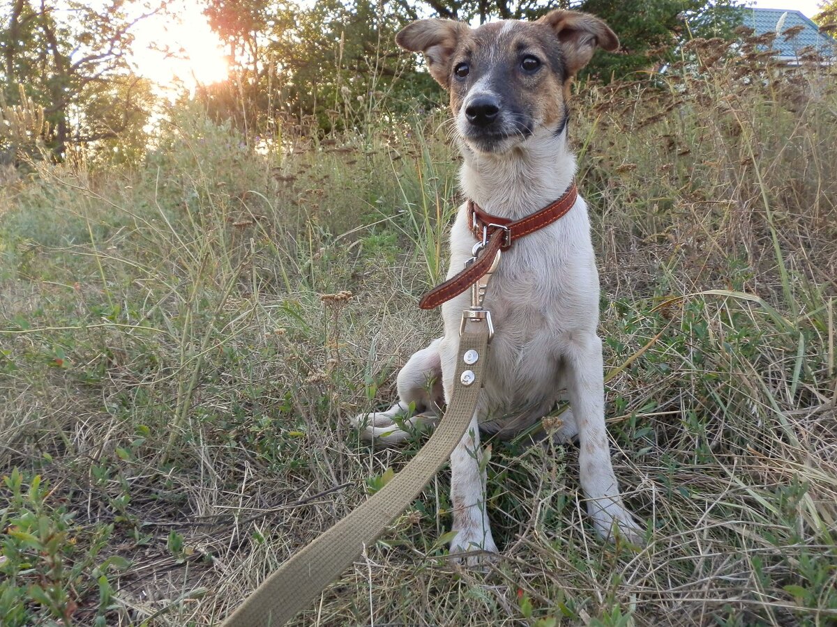 Фото: приют "DogHope" 