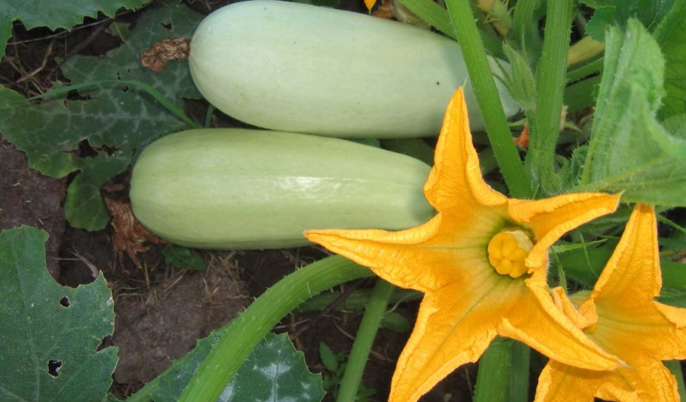 Урожай кабачков
